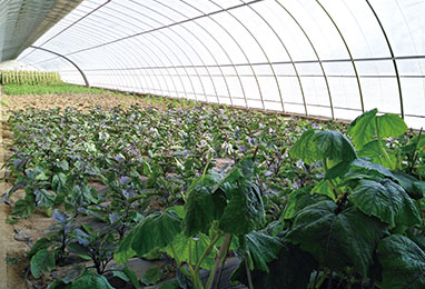 如何合理的建設(shè)日光溫室？